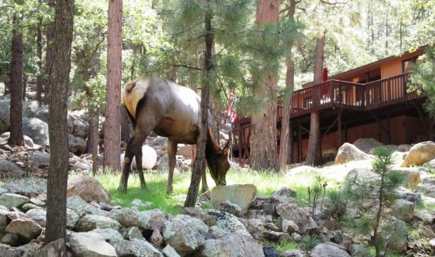 An elk grazes in front of a rustic forest cabin..