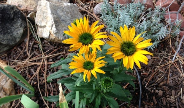 Cheerful yellow flowers..