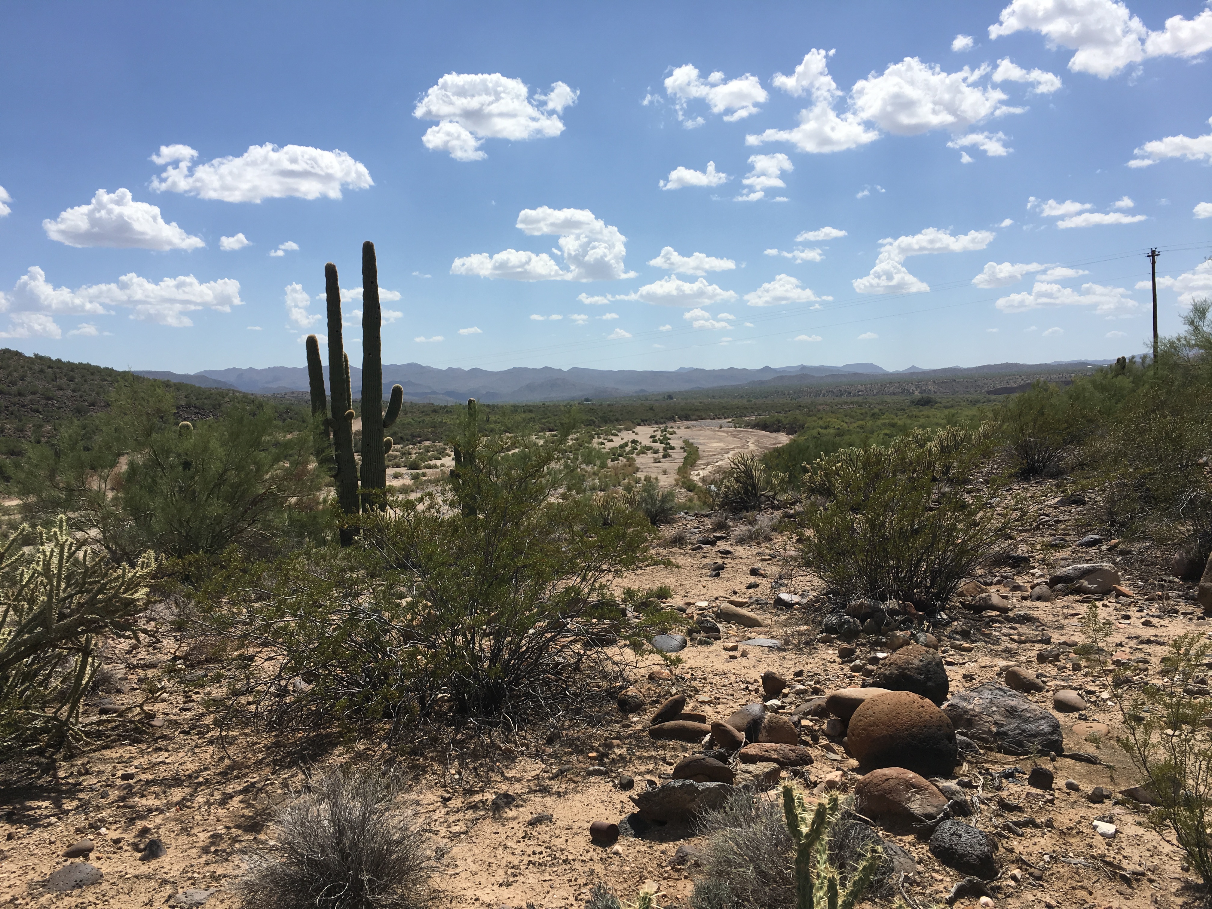 A desertscape with prominent saguaro cactus..