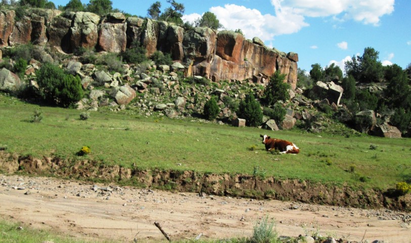 A cow laying peacefully in a patch of grass under a cliff..