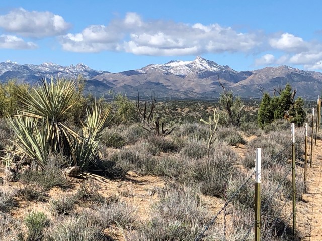 A view of a distant mountain capped with snow..