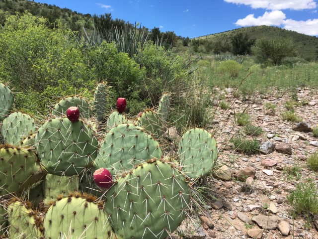 A Prickly Pear cactus with fruit..