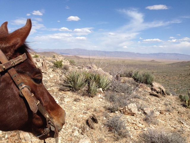A view over a canyon from horseback; the horse's head is visible in frame..