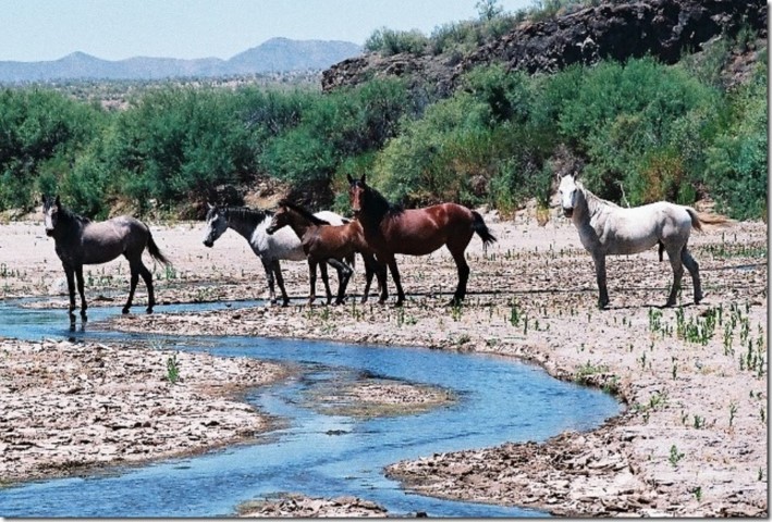 A group of horses standing by a creek..