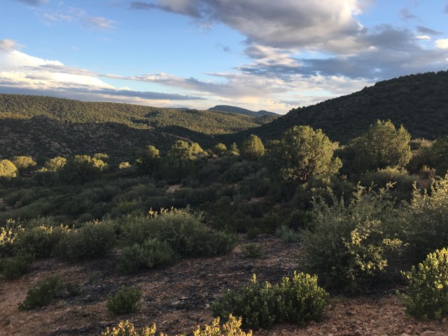 A valley filled with juniper trees..