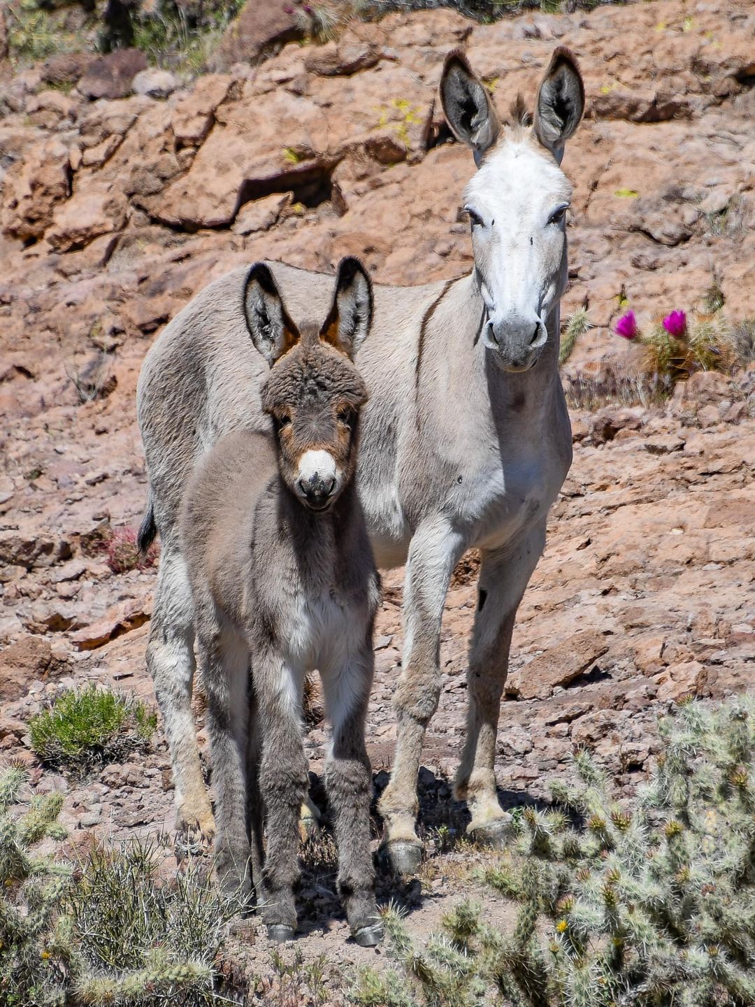 A pair of wild burros, a mother and her foal..